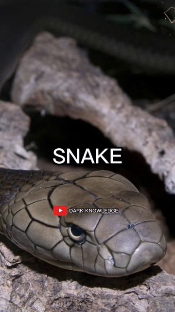 Most Deadliest Snake In The World  #viral  #shorts #snakes