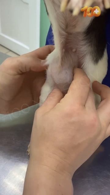 Операция Финиты!