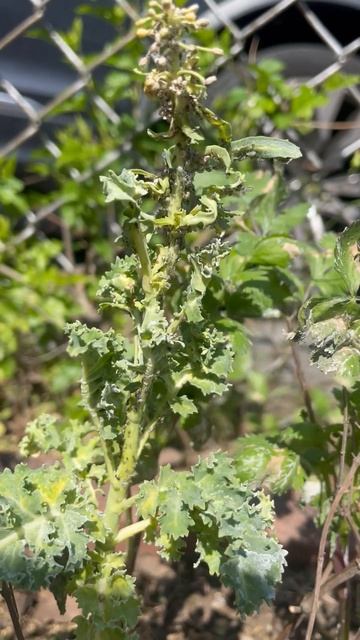 Simple Kitchen Remedy to Kill Aphids #nowaste #zerowaste смотреть онлайн