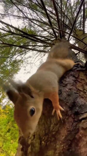 описание с вас🥰🔥 #shorts #природа #nature #гарыныч