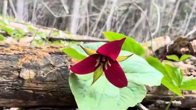 Trillium-Ontario’s National Flower/Where To Find Them/Spring Walk In The Woods