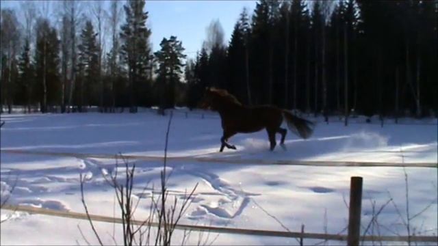 Biona lång verision смотреть онлайн