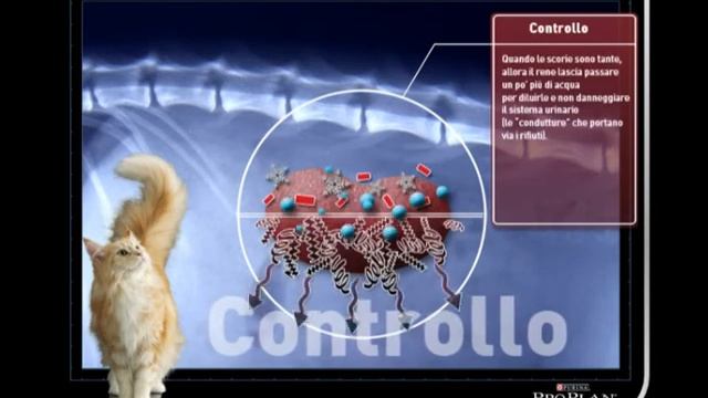 ProPlan con Optirenal смотреть онлайн