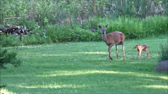 Baby deer with Mama, learning to run смотреть онлайн