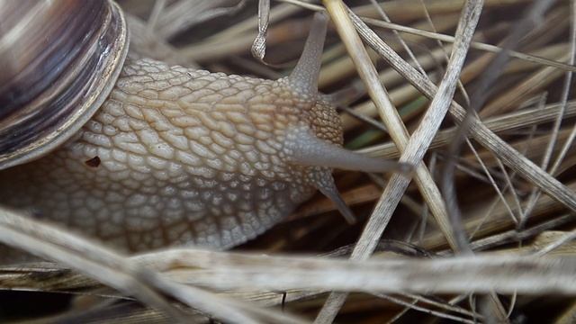 Виноградная улитка,Helix pomatia,макро. смотреть онлайн