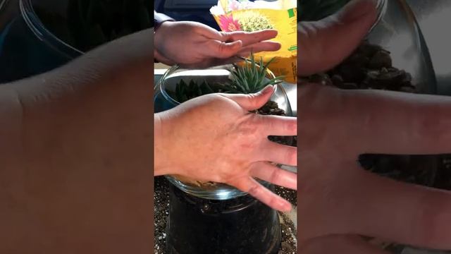 Succulents in a Terrarium смотреть онлайн