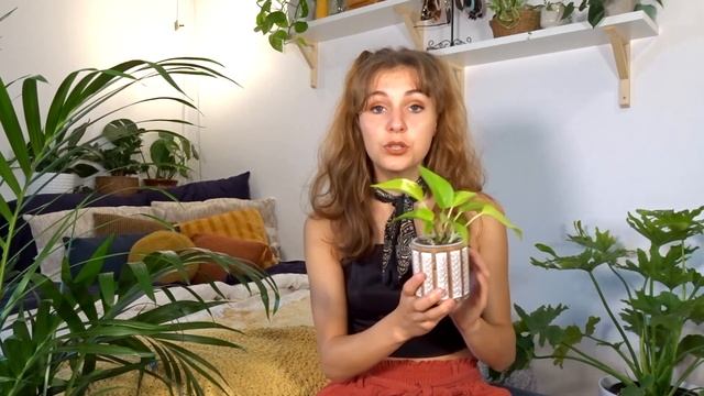 Ma massive collection de pothos (I still need more of them!!) смотреть онлайн