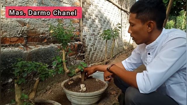 Lakukan hal ini jika ingin lantanamu laku 500K//Artis jual lantana 500K❓❓ смотреть онлайн