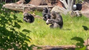 Chimpanzees have been spotted attacking and killing gorillas in the wild for the first time