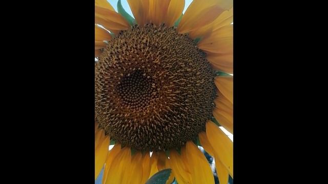 Подсолнух. смотреть онлайн