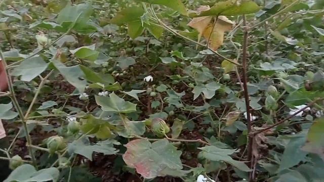 MI LIFESTYLE AGRO PRODUCT JEVIK KHAT AND DAVAIYA SANDAR RESULT смотреть онлайн