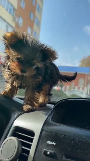 Щенок Супер Мини Йорка Продается