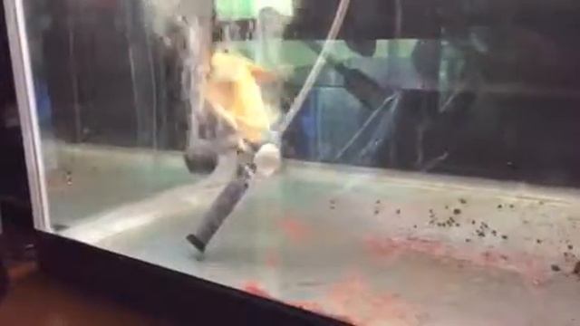 元気に泳ぐナマズ смотреть онлайн