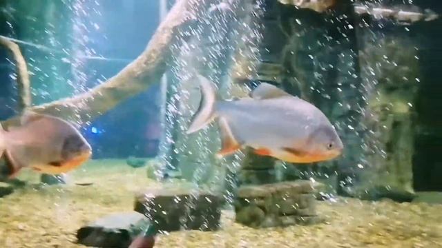 🦢РЕБЯТА ВИДИ В ЭКЗОПАРКЕ🐦 И ОКЕНАРИУМЕ🦈 смотреть онлайн