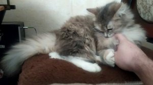 Моя любимая кошечка Дымка