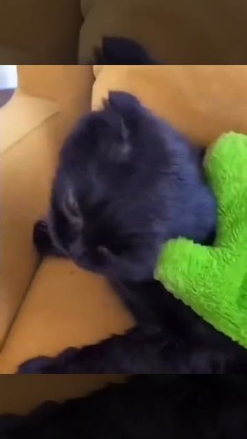 🐈Варежка Твист для животных🐕 смотреть онлайн