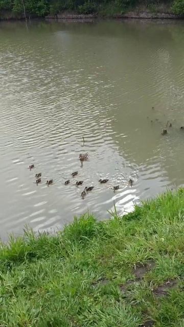 Гонки уток 🦆 под Новосибирском 🤣 #shorts смотреть онлайн