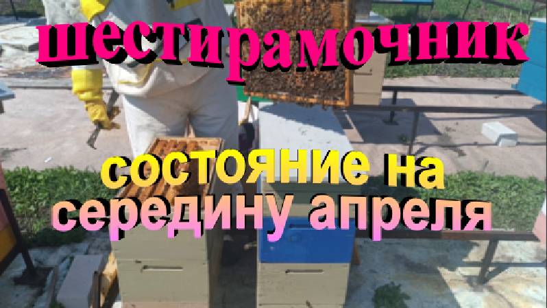 Состояние пчелосемей в шестирамочнике на середину апреля смотреть онлайн