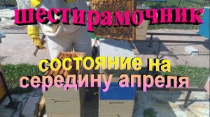 Состояние пчелосемей в шестирамочнике на середину апреля