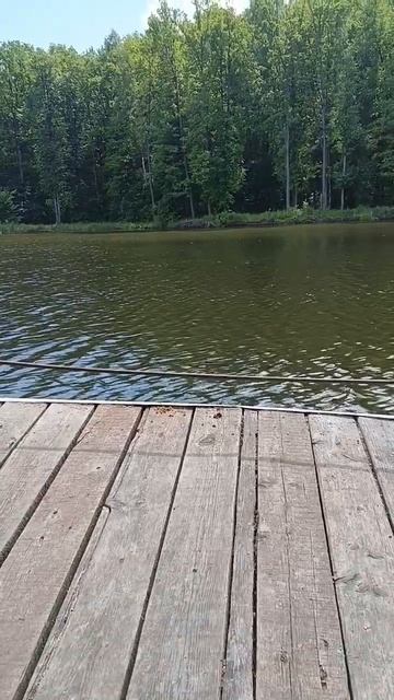 Плотвичка #рыбалка #fishing #video #рыбак #viral #рыба #reels #природа #отдых #озеро #плотва #short смотреть онлайн