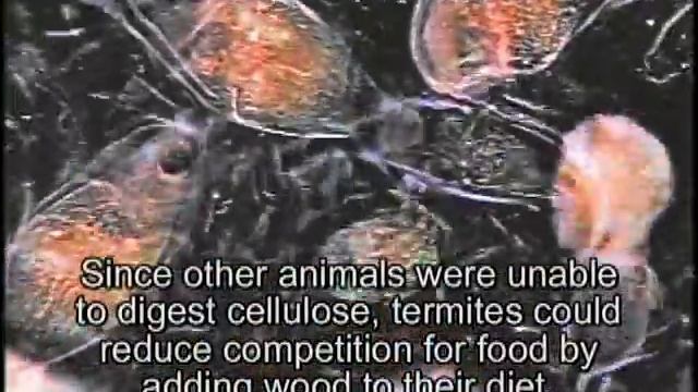 Termite symbiosis: Internal guests digest cellulose смотреть онлайн