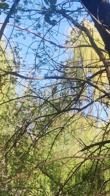 Чудесная 🌞 погода, ранняя 🌱 весна, #Сорока 👀 и #Сойка в Лесу - Красивые #Птицы Украины Birds Life смотреть онлайн