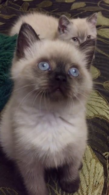 Эти глазки!!!🐈 смотреть онлайн