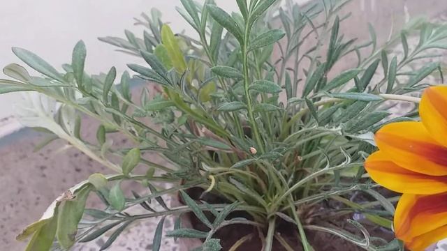 Ghazania plant care and growth|| perennial flowering plant || winter season plant смотреть онлайн
