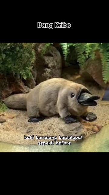 Keunikan hewan platypus yang sangat menawan #hewanlucu #hewanunik #unik #platypus смотреть онлайн