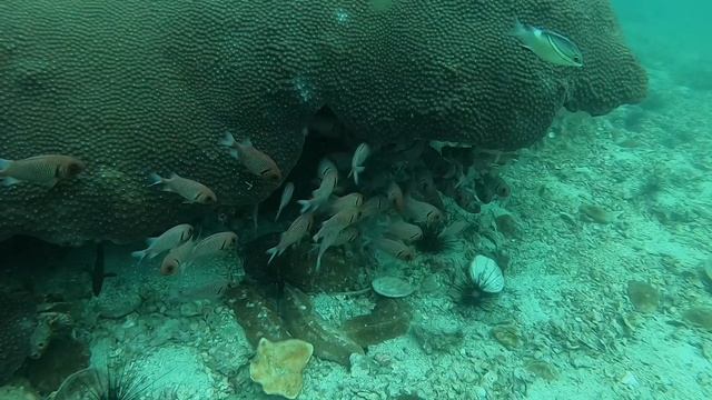 ดำน้ำภูเก็ต (Scuba Phuket day trip at Phiphi, King cruiser, Doc mai, Shark point) смотреть онлайн