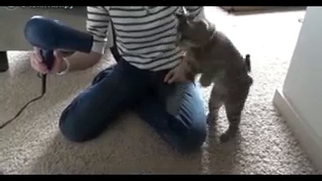 Смелый кот смотреть онлайн