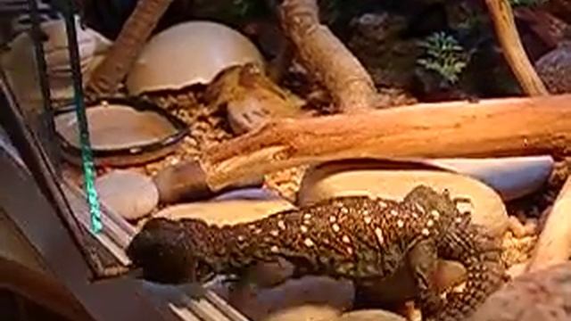 Шипохвостный полдник смотреть онлайн