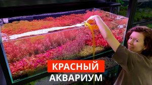 Аквариум с КРАСНЫМИ растениями | Запуск на меристеме | Стрижка растений | Маша Блюм