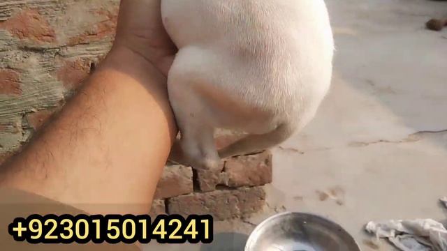 Gultair Female Puppy For Sale / Pink Nose Gultair / Kohati Gultair / Gultair Dog +923015014241