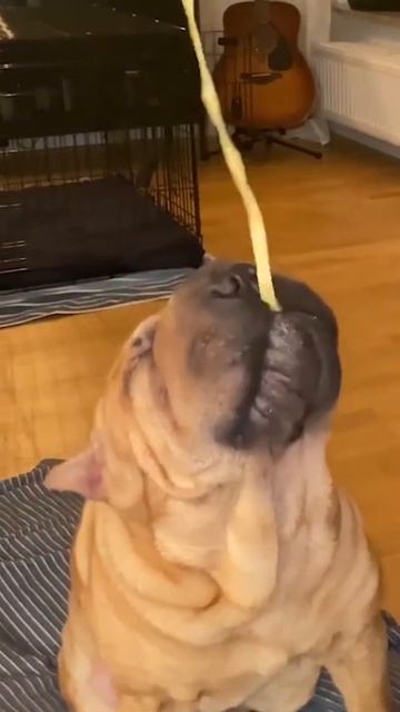 True Friends | True Lovers | Dog Show