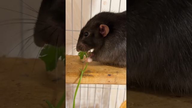 Татошка петрушечный грызун #rat #крысы #animal смотреть онлайн