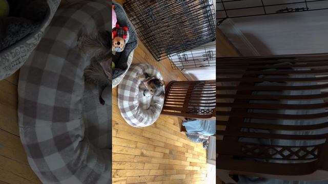 Lili The Puppy 4.5 Month David, Bailey And JJ