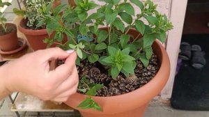 обрезка метельчатой гортензии полистар весной