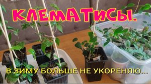 КЛЕМАТИСЫ В ЗИМУ БОЛЬШЕ НЕ УКОРЕНЯЮ... ПОЧЕМУ?