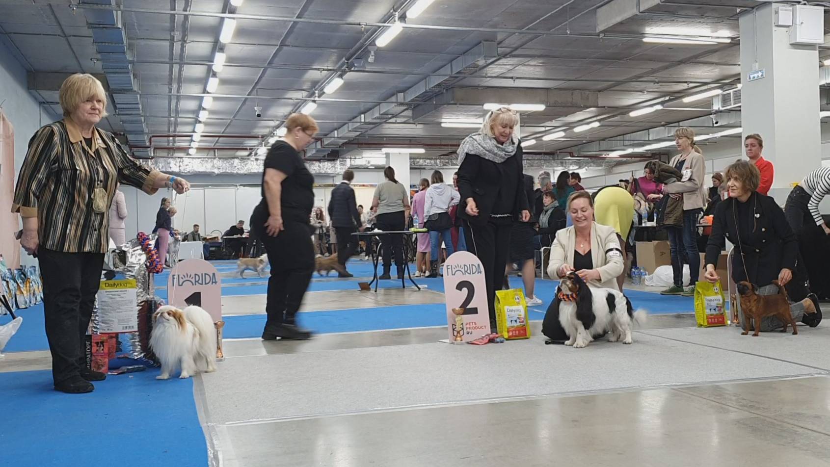 13.04.2025, СПб. Клуб "Бэст-Клуб". Выставка собак САС 9 группы FCI смотреть онлайн