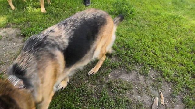 Беременная собака в парк пошла, Барон с нами смотреть онлайн