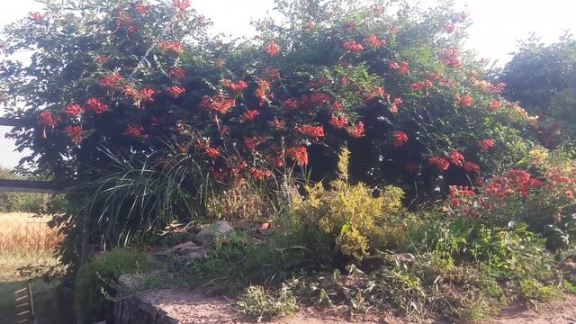 Кампсис смотреть онлайн