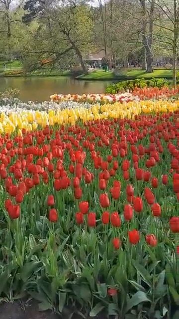 Парк Кёкенхоф, апрель 2023 смотреть онлайн