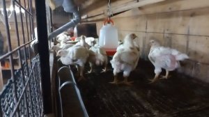 на какой высоты подвесить поилки для бройлеров???.