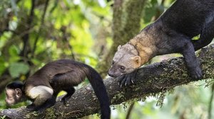 Тайра – ОГРОМНАЯ и прожорливая КУНИЦА! Нападает на обезьян и разоряет ульи!