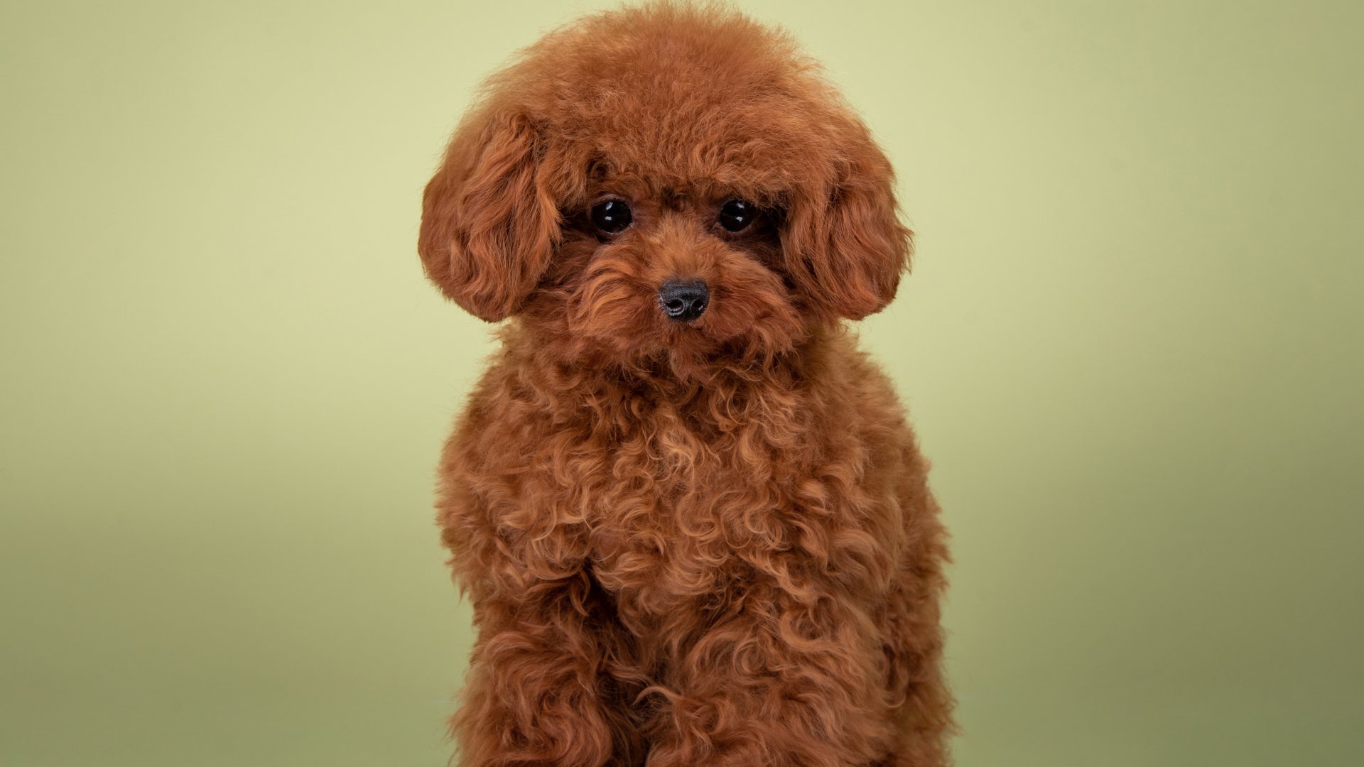 Тедди пудель смотреть онлайн