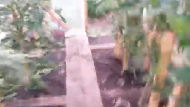 Тепличка. Собираем урожай) смотреть онлайн