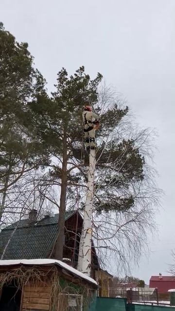 Удаление березы по частям с завешиванием. Часть 6. Чусовской тракт, Екатеринбург. смотреть онлайн