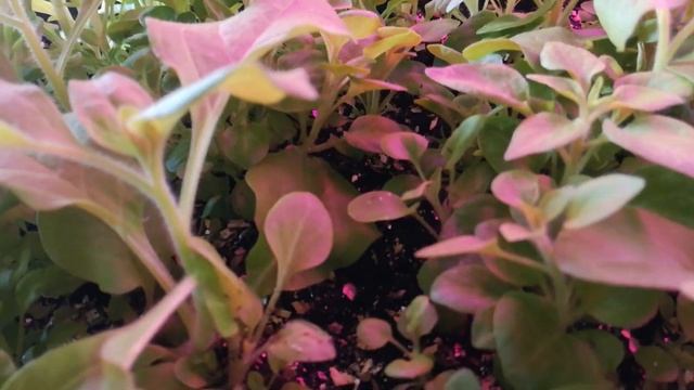 Обзор рассады и цветов 🌸. март 2024 г. смотреть онлайн