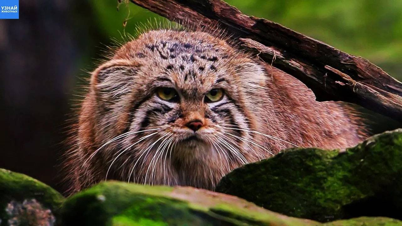 МАНУЛ – самый скрытный и недовольный ДИКИЙ КОТ!